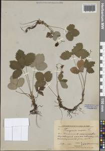 Земляника лесная L., Восточная Европа, Центральный лесной район (E5) (Россия)