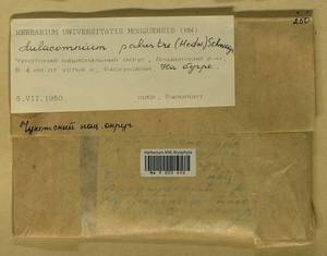 Aulacomnium palustre (Hedw.) Schwägr., Гербарий мохообразных, Мхи - Чукотка и Камчатка (B21) (Россия)
