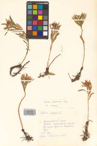 Rhodiola stephani (Cham.) Trautv. & Mey., Сибирь, Дальний Восток (S6) (Россия)