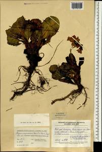 Bergenia purpurascens (Hook. fil. & Thoms.) Engl., Зарубежная Азия (ASIA) (КНР)