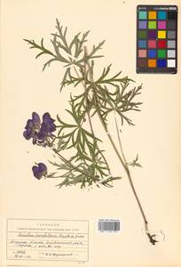 Aconitum karafutense subsp. karafutense, Сибирь, Дальний Восток (S6) (Россия)