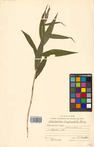 Пыльцеголовник длинноприцветниковый Blume, Сибирь, Дальний Восток (S6) (Россия)