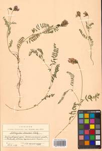 Астрагал пашенный Douglas ex G.Don, Сибирь, Дальний Восток (S6) (Россия)