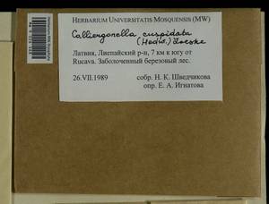 Calliergonella cuspidata (Hedw.) Loeske, Гербарий мохообразных, Мхи - Прибалтика (B1) (Латвия)