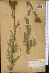 Серпуха венценосная L., Средняя Азия и Казахстан, Джунгарский Алатау и Тарбагатай (M5) (Казахстан)