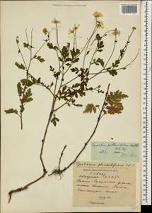 Пижма девичьелистная (Willd.) Sch.Bip., Кавказ, Абхазия (K4a) (Абхазия)