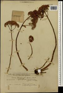 Hylotelephium maximum subsp. ruprechtii (Jalas) Dostál, Кавказ, Азербайджан (K6) (Азербайджан)