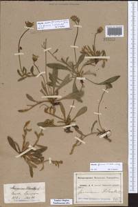 Pilosella schultesii subsp. schultesii, Восточная Европа, Центральный лесостепной район (E6) (Россия)