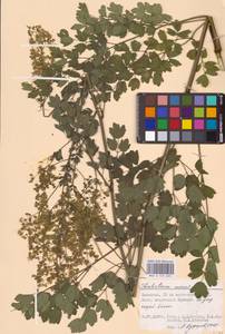 Bасилисник малый L., Восточная Европа, Нижневолжский район (E9) (Россия)