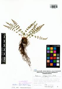 Woodsia pulchella Bertol., Сибирь, Прибайкалье и Забайкалье (S4) (Россия)