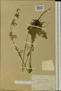 Смолевка поникшая L., Сибирь, Прибайкалье и Забайкалье (S4) (Россия)