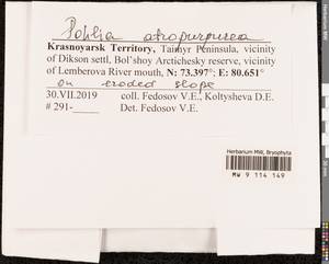 Pohlia atropurpurea (Wahlenb.) H. Lindb., Гербарий мохообразных, Мхи - Красноярский край, Тыва и Хакасия (B17) (Россия)