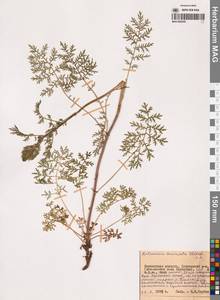 Полынь рассеченная Willd., Сибирь, Чукотка и Камчатка (S7) (Россия)