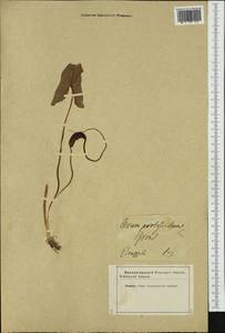 Arisarum proboscideum (L.) Savi, Западная Европа (EUR) (Неизвестно)