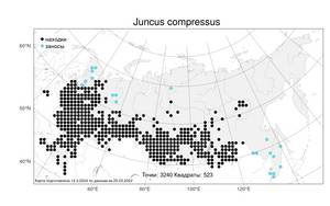 Juncus compressus, Ситник сплюснутый Jacq., Атлас флоры России (FLORUS) (Россия)
