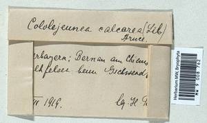 Cololejeunea calcarea (Lib.) Steph., Гербарий мохообразных, Мхи - Западная Европа (BEu) (Германия)
