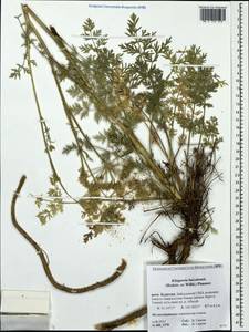 Китагавия байкальская (Redowsky ex Willd.) Pimenov, Сибирь, Прибайкалье и Забайкалье (S4) (Россия)