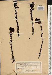 Подъельник обыкновенный Crantz, Восточная Европа, Волжско-Камский район (E7) (Россия)