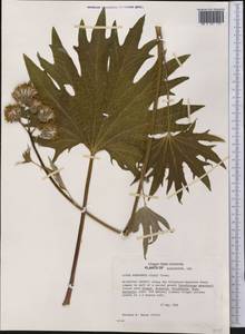 Cacaliopsis nardosmia (A. Gray) A. Gray, Америка (AMER) (США)