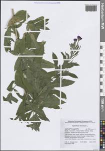 Кипрей волосистый, Кипрей мохнатый L., Западная Европа (EUR) (Испания)