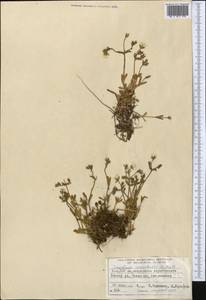 Диходон ясколковый (L.) Rchb., Средняя Азия и Казахстан, Джунгарский Алатау и Тарбагатай (M5) (Казахстан)