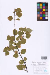 Береза пушистая Ehrh., Восточная Европа, Северный район (E1) (Россия)