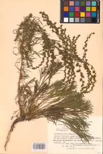 Полынь равнинная, Полынь полевая L., Восточная Европа, Восточный район (E10) (Россия)