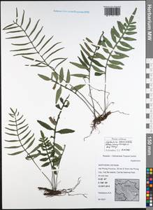 Leptochilus dissimilialatus (Bonap.) Liang Zhang & Li Bing Zhang, Зарубежная Азия (ASIA) (Вьетнам)