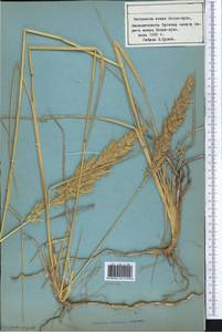 Вейник, Средняя Азия и Казахстан, Северный и Центральный Тянь-Шань (M4) (Киргизия)