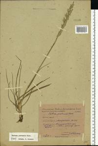 Lolium pratense (Huds.) Darbysh., Восточная Европа, Восточный район (E10) (Россия)