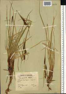 Осока водяная Wahlenb., Восточная Европа, Северный район (E1) (Россия)