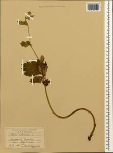 Гравилат городской L., Кавказ, Азербайджан (K6) (Азербайджан)