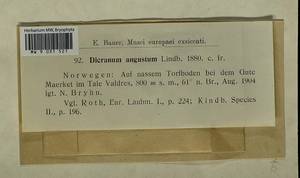 Dicranum angustum Lindb., Гербарий мохообразных, Мхи - Западная Европа (BEu) (Норвегия)