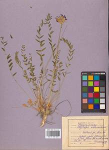 Остролодочник уральский (L.) DC., Сибирь, Дальний Восток (S6) (Россия)