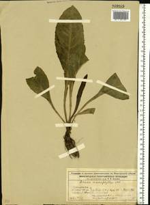 Крестовник крупнолистный M. Bieb., Восточная Европа, Волжско-Камский район (E7) (Россия)