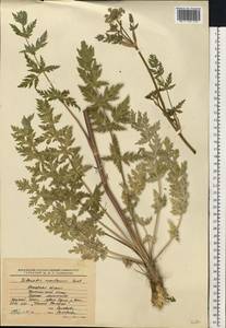 Жабрица порезниковая (L.) W.D.J.Koch, Восточная Европа, Московская область и Москва (E4a) (Россия)