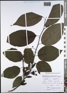 Eucommia ulmoides Oliv., Кавказ, Черноморское побережье (от Новороссийска до Адлера) (K3) (Россия)