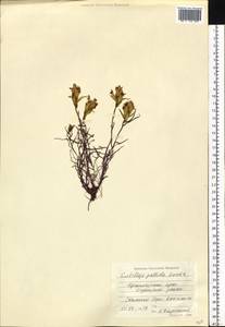 Кастиллея бледная (L.) Kunth, Сибирь, Центральная Сибирь (S3) (Россия)