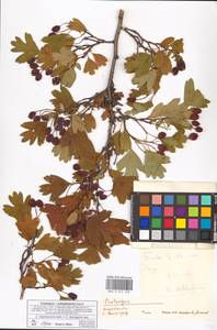 Crataegus ×subsphaericea Gand., Восточная Европа, Нижневолжский район (E9) (Россия)