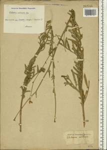 Rhaponticoides ruthenica (Lam.) M. V. Agab. & Greuter, Восточная Европа, Нижневолжский район (E9) (Россия)