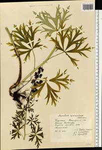 Aconitum firmum subsp. fissurae Nyár., Восточная Европа, Западно-Украинский район (E13) (Украина)
