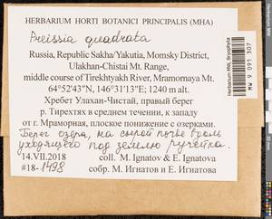 Marchantia quadrata Scop., Гербарий мохообразных, Мхи - Якутия (B19) (Россия)