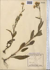 Pentanema britannicum (L.) D.Gut.Larr., Santos-Vicente, Anderb., E.Rico & M.M.Mart.Ort., Средняя Азия и Казахстан, Сырдарьинские пустыни и Кызылкумы (M7) (Узбекистан)