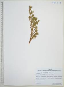 Можжевельник скальный Pall., Сибирь, Дальний Восток (S6) (Россия)