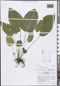 Фиалка коротковолосистая, Фиалка опушенная L., Восточная Европа, Средневолжский район (E8) (Россия)