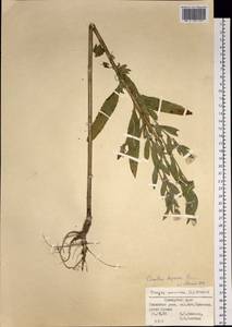 Oenothera villosa subsp. villosa, Сибирь, Дальний Восток (S6) (Россия)