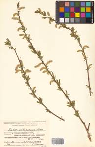 Salix elbrusensis Boiss., Кавказ, Северная Осетия, Ингушетия и Чечня (K1c) (Россия)