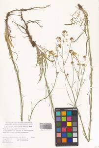 Гулявник изменчивый (Murray) Roth, Восточная Европа, Нижневолжский район (E9) (Россия)