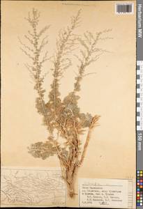 Полынь, Средняя Азия и Казахстан, Памир и Памиро-Алай (M2) (Таджикистан)