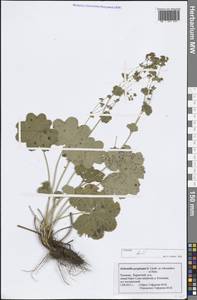 Манжетка близкая H.Lindb. ex Juz., Восточная Европа, Средневолжский район (E8) (Россия)